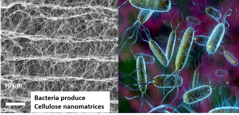 Illustrations and microscopic views of bacteria and other biomaterials